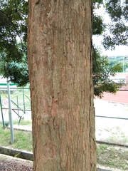 Dryobalanops aromatica
