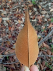 Dryobalanops aromatica