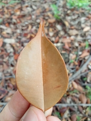 Dryobalanops aromatica