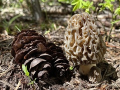 Morchella snyderi