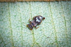 Thaumastocoridae