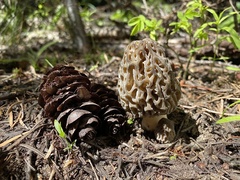 Morchella snyderi