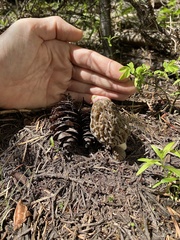 Morchella snyderi