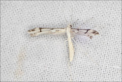 Stenoptilia phaeonephes