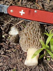 Morchella snyderi