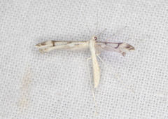 Stenoptilia phaeonephes