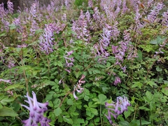 Corydalis sheareri