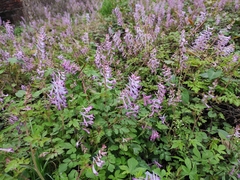 Corydalis sheareri