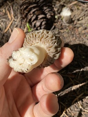 Morchella snyderi