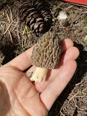 Morchella snyderi