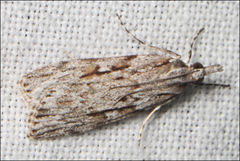 Scoparia ochrophara