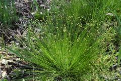 Carex onoei