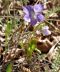Viola rupestris