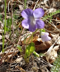 Viola rupestris