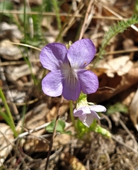 Viola rupestris