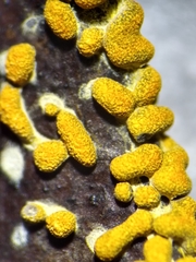 Physarum lateritium