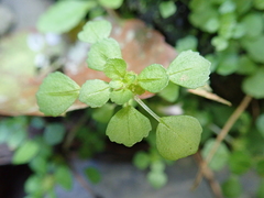 Pilea peploides major