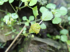 Pilea peploides major
