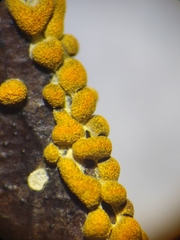 Physarum lateritium
