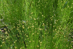 Carex onoei