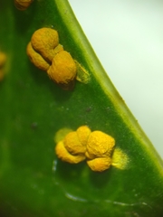 Physarum lateritium