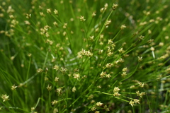 Carex onoei