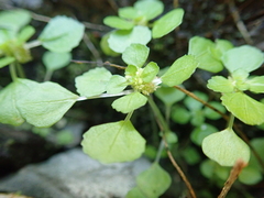 Pilea peploides major