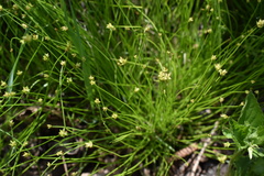 Carex onoei