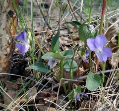 Viola rupestris