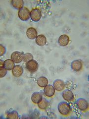 Physarum lateritium