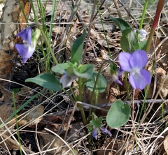 Viola rupestris