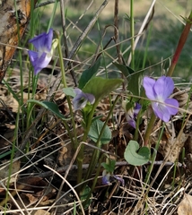 Viola rupestris