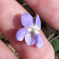 Viola rupestris