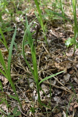 Carex sordida