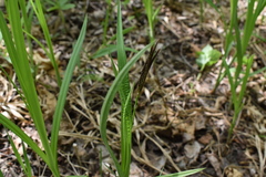 Carex sordida