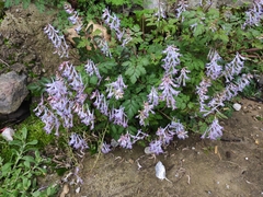 Corydalis edulis