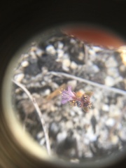 Phacelia austromontana