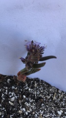 Phacelia austromontana