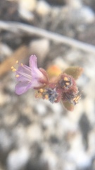 Phacelia austromontana