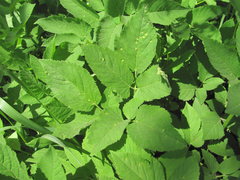 Puccinia aegopodii