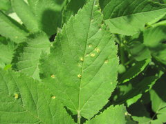 Puccinia aegopodii