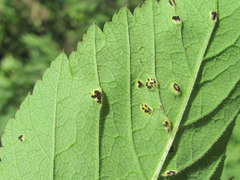 Puccinia aegopodii
