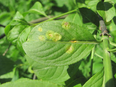 Melampsora euonymi-caprearum