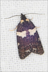 Dichelia cosmopis