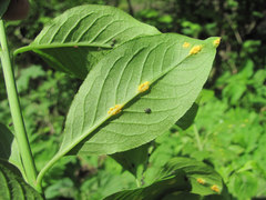 Melampsora euonymi-caprearum