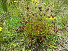 Juncus caespiticius