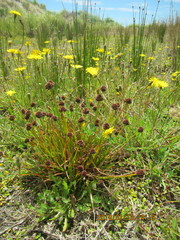 Juncus caespiticius