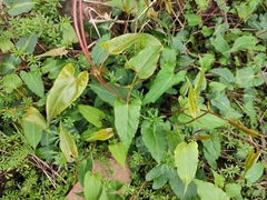 Reynoutria multiflora