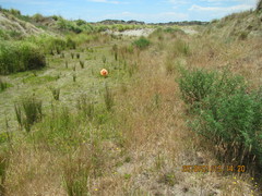 Juncus caespiticius