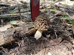 Morchella snyderi
